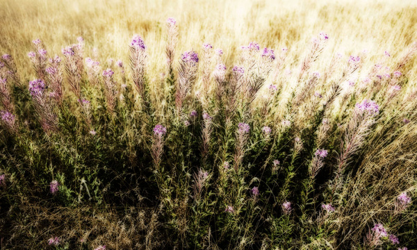 Grass 8 - Grass