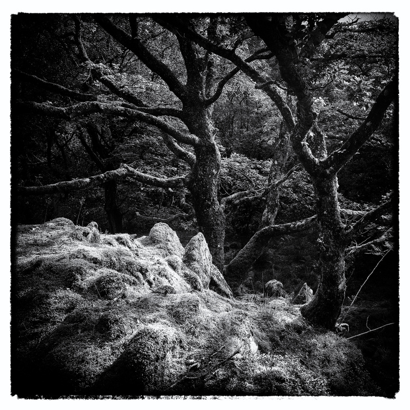 Woodland 1 - Square in Black and White