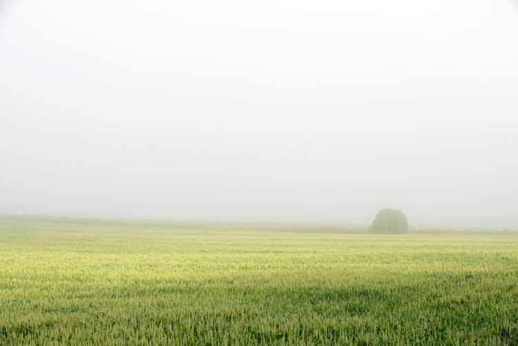 Morning Mist - Simplicity