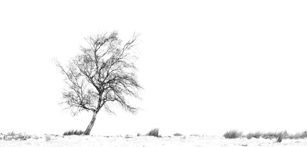 Solitree - Black and White