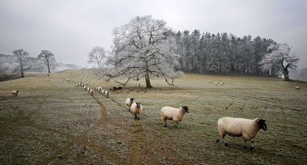 Sheep in Chatsworth Park - Sheep  and other furry animals