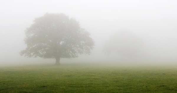 Tree in mist - Simplicity