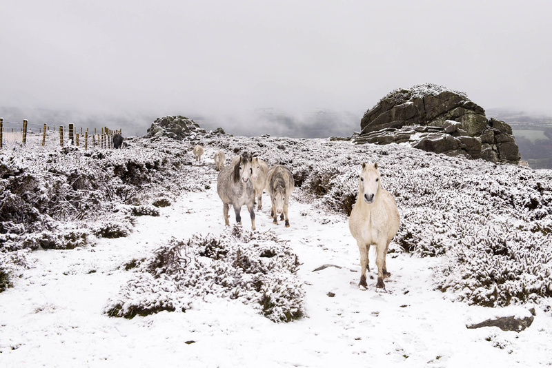 Ponies in the Snow Carnedd Meibion Owen - Greeting cards