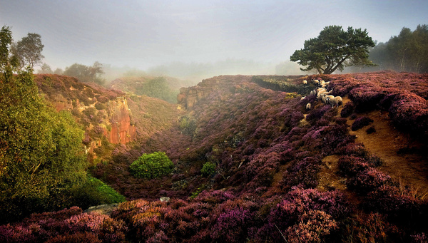 Stanton Moor Sheep at Sunrise - Stanton Moor Landscapes