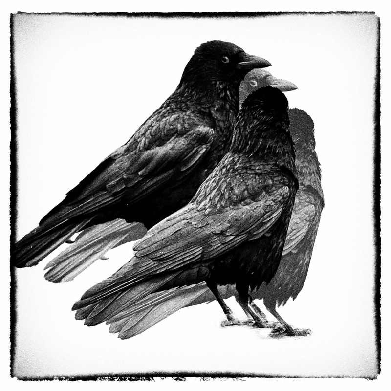 Crows - Creatures