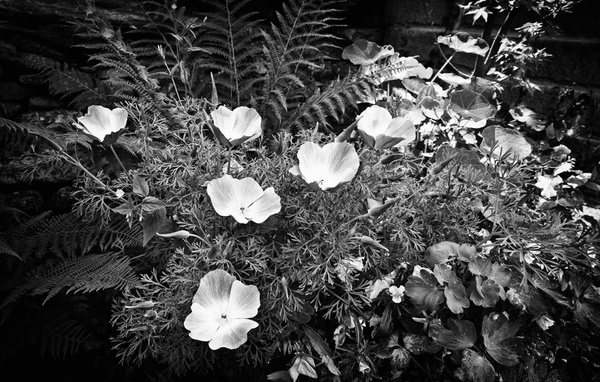 Poppies - Visual Imagery