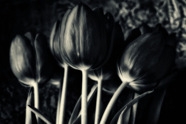 Tulips Mono - Flowers
