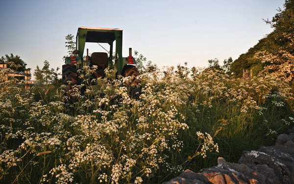 Sheldon tractor and flowers - Landscapes