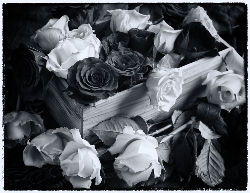 Roses - Black and White