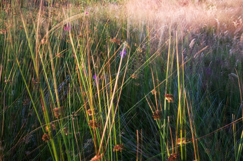 Grass 4 - Grass