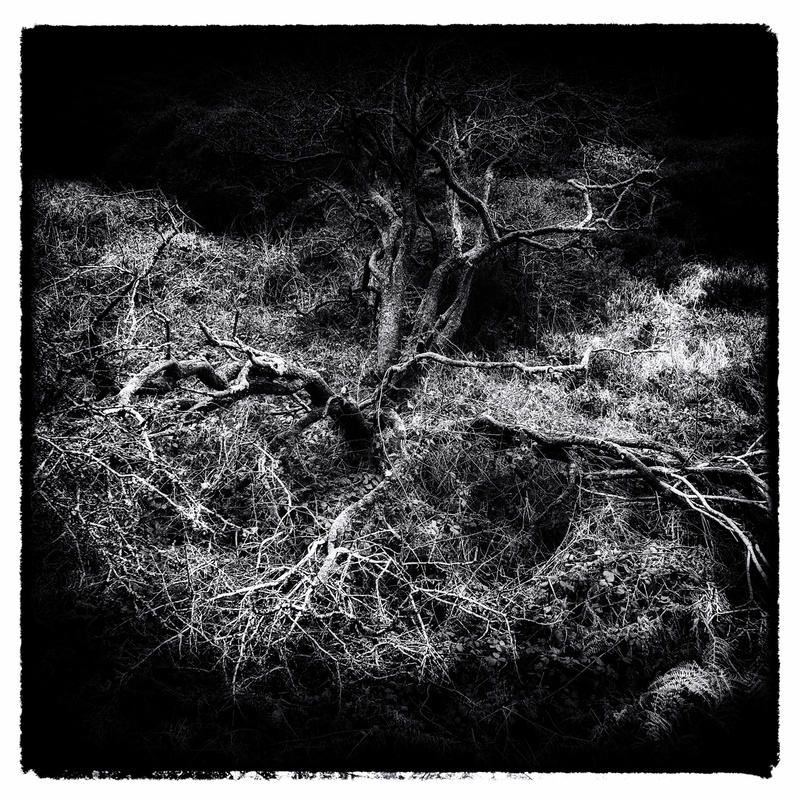 Trees 1 - Square in Black and White