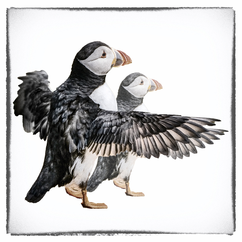 Puffins - Creatures