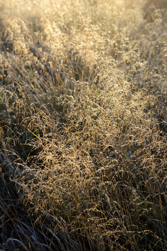Grass 3 - Grass
