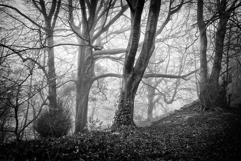 Lumsdale Twisted Trees - Black and White