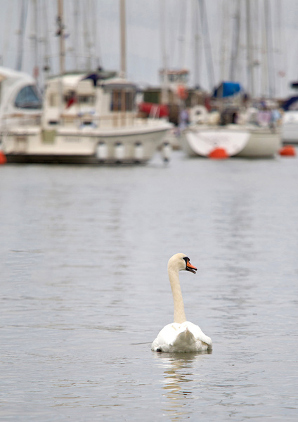  - Milford On Sea & The New Forest