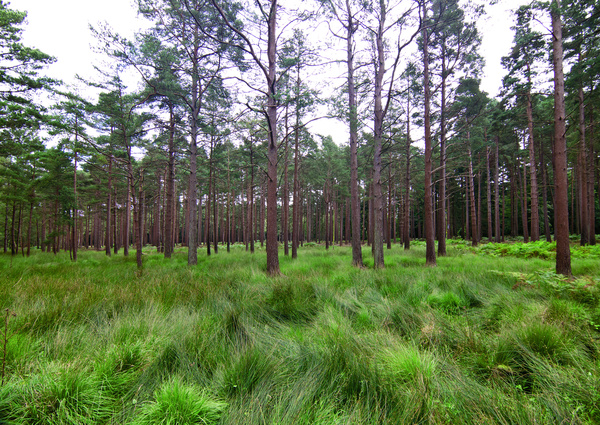  - Milford On Sea & The New Forest