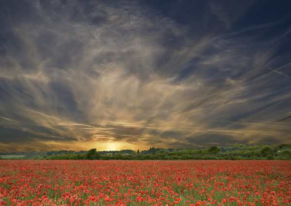 Swanley Poppy Fields - London & the south east
