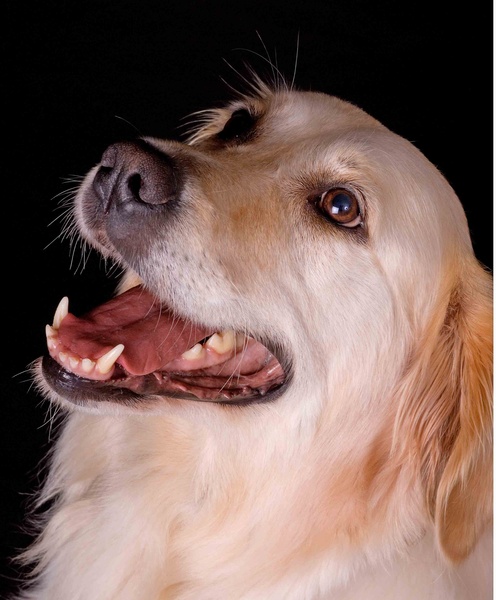  - Family and Pet portraits