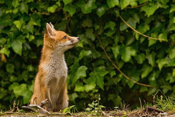  - British wildlife