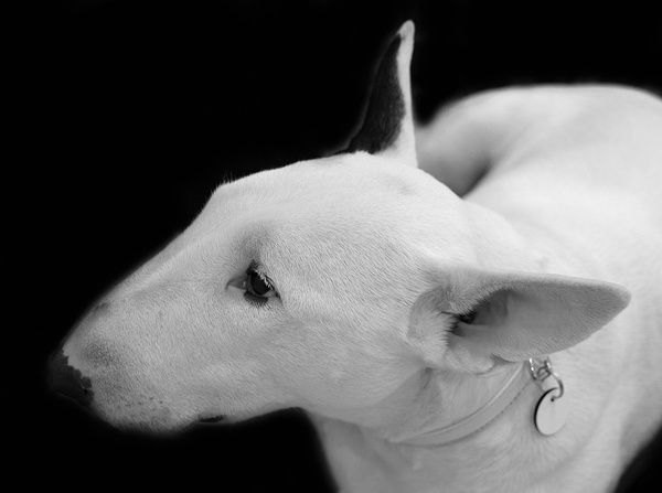  - Family and Pet portraits