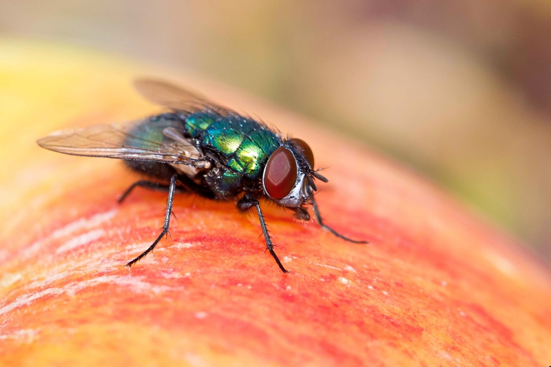  - THE FLY