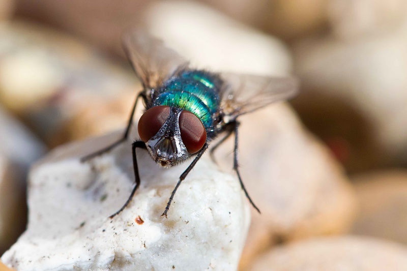  - THE FLY