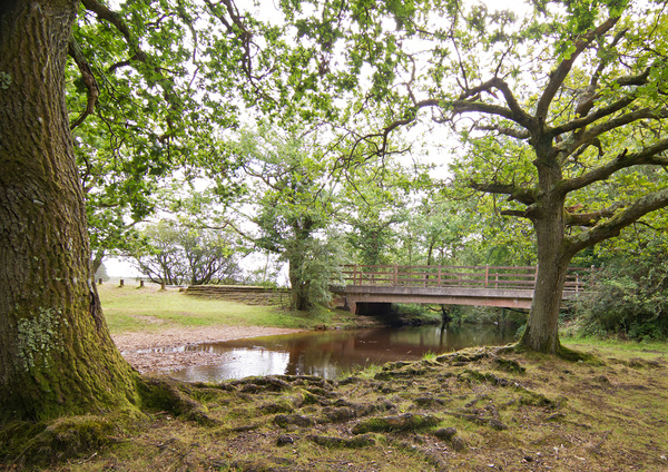  - Milford On Sea & The New Forest