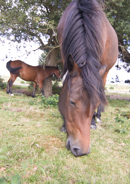  - Milford On Sea & The New Forest