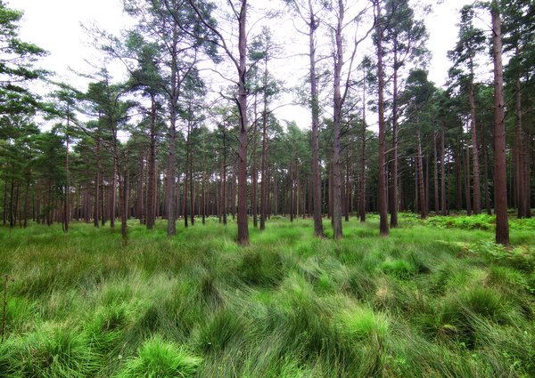  - Milford On Sea & The New Forest