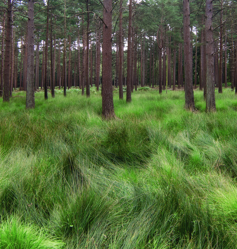 Woodland - London & the south east