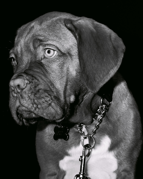  - Family and Pet portraits