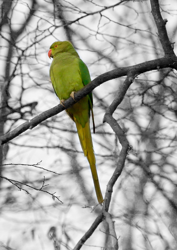  - British wildlife