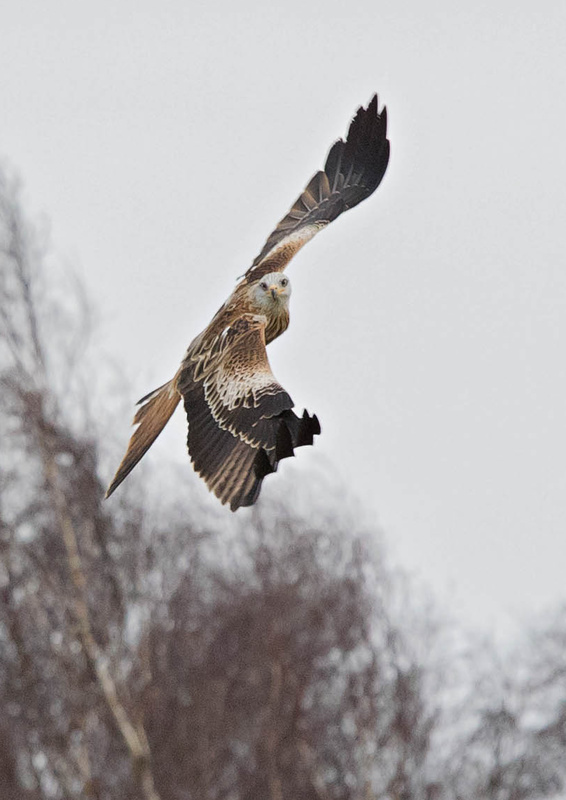  - British wildlife