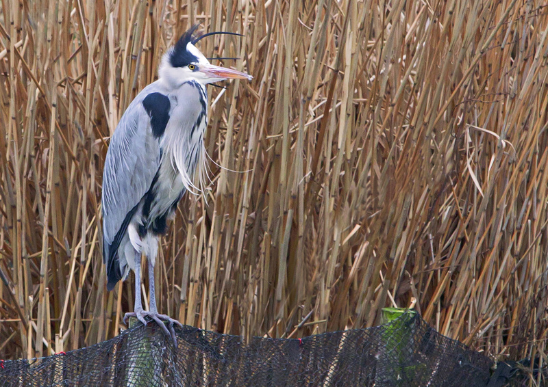  - British wildlife