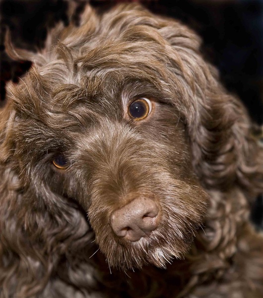  - Family and Pet portraits