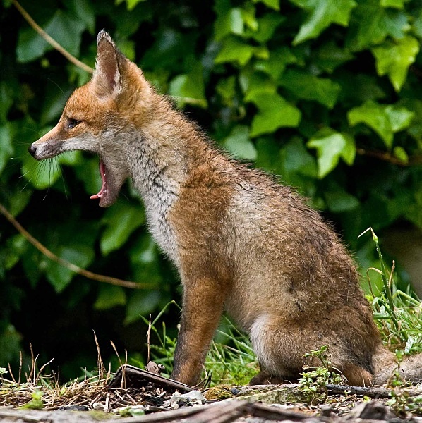  - British wildlife