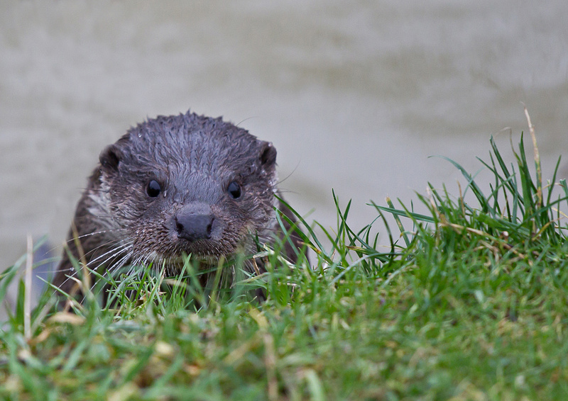  - British wildlife