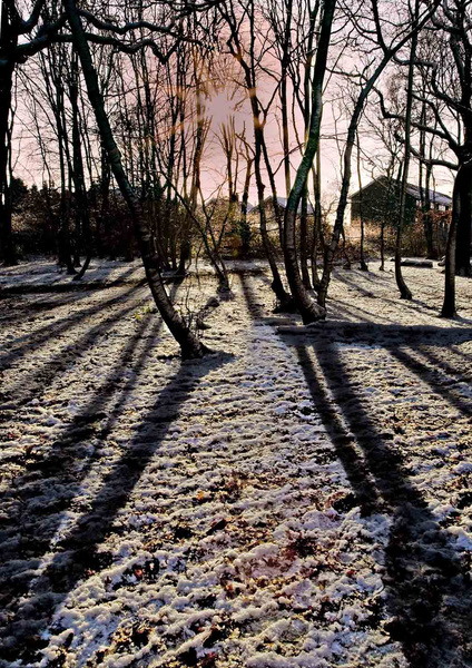 Bexley Wood - London & the south east
