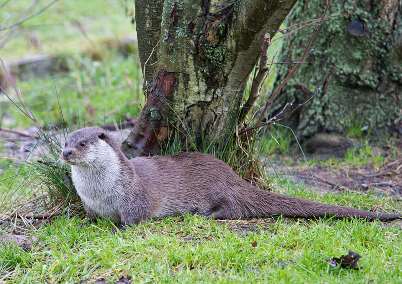  - British wildlife