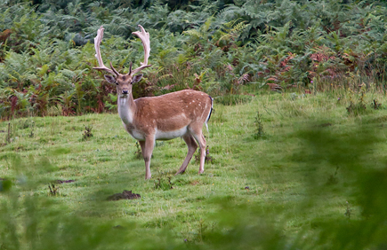  - Milford On Sea & The New Forest