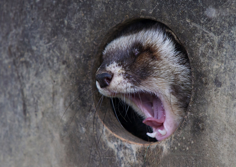  - British wildlife