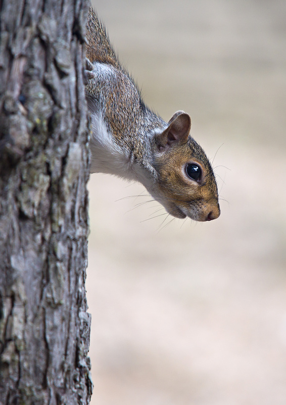  - British wildlife