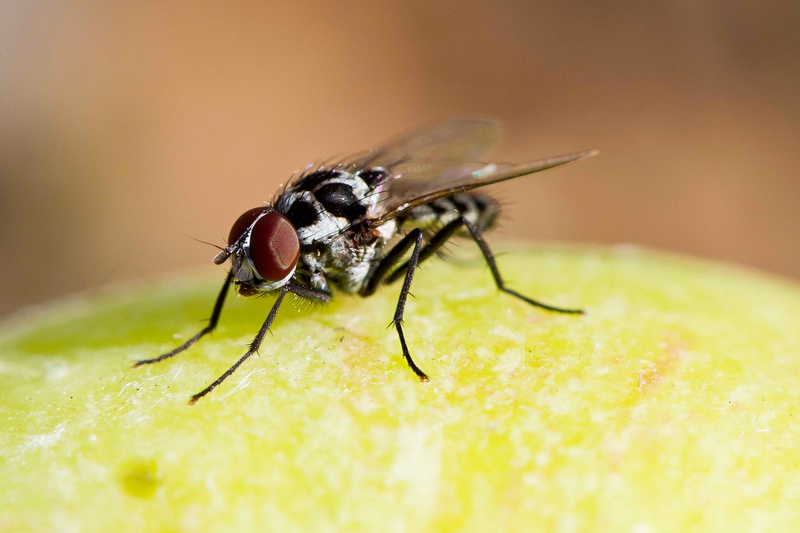  - THE FLY