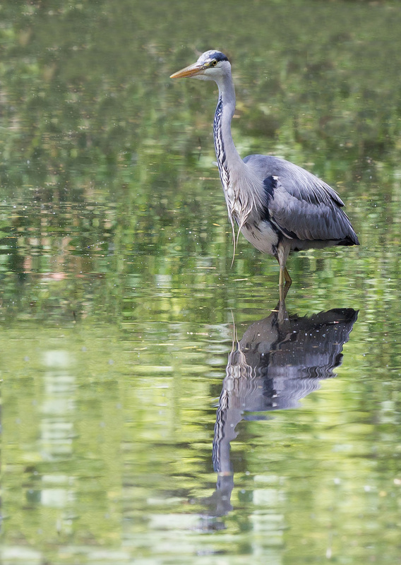 Danson Lake - British wildlife