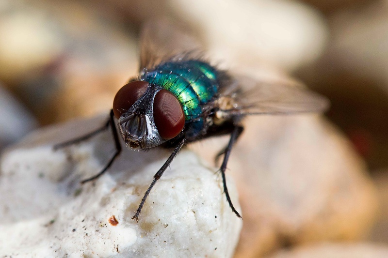  - THE FLY