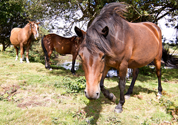  - Milford On Sea & The New Forest