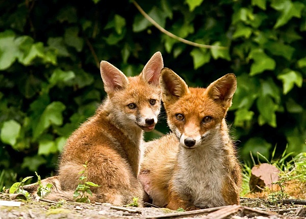 - British wildlife