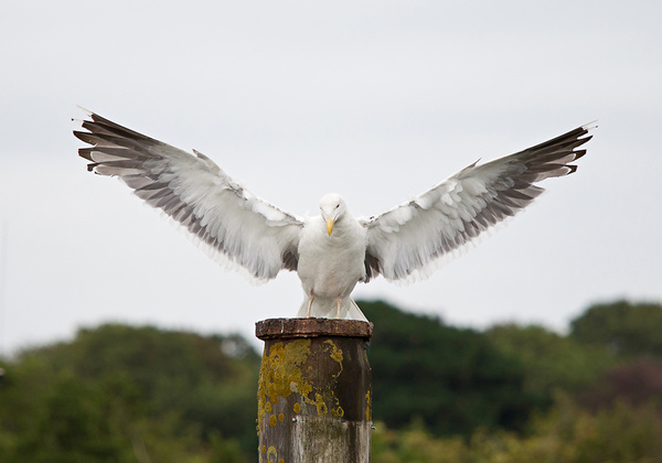  - Milford On Sea & The New Forest