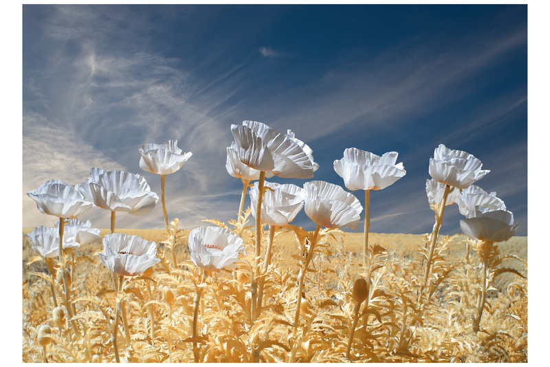 Poppies - London & the south east