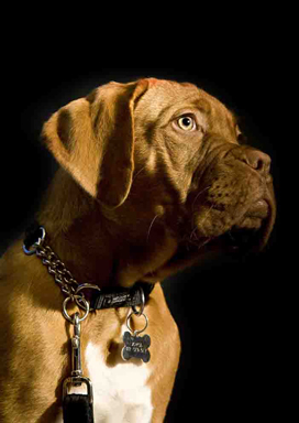  - Family and Pet portraits